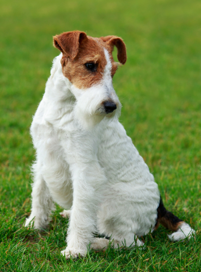 Photo: Fox Terrier dog breed on Woopets