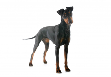 Photo: Manchester Terrier dog on Woopets