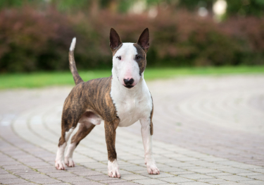 Photo: Bull Terrier dog on Woopets