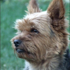 Photo of Kyo, Cairn Terrier