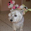 Photo of Voltaire, West Highland White Terrier