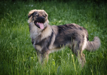 Photo: Shepherd dog of the Karst massif on Woopets