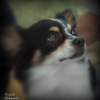 Photo of scribble, Chihuahua
