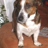 Photo of Filou, Jack Russell Terrier