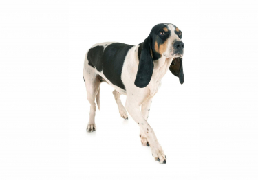 Photo: Swiss Hound Dog breed on Woopets