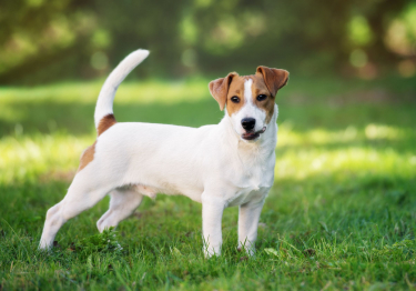 Photo: dog breed Jack Russell Terrier on Woopets