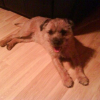 Photo of Smudge, Border Terrier