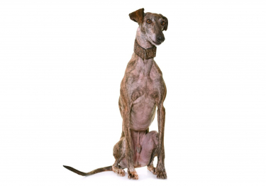 Photo: Spanish Greyhound dog on Woopets