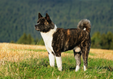 Photo: American Akita breed dog on Woopets
