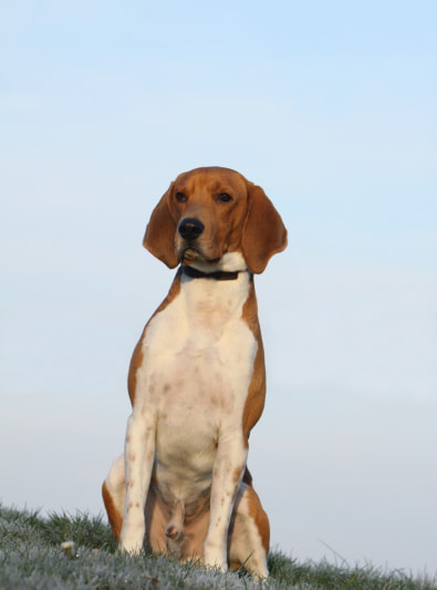 Photo: Beagle-Harrier dog on Woopets
