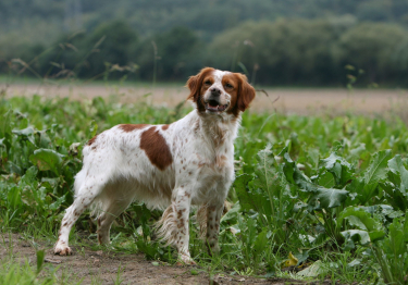 Photo: Brittany Spaniel dog on Woopets