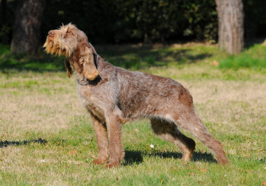 Photo: Spinone dog on Woopets