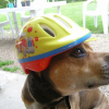 Photo of Sana, American Staffordshire Terrier