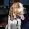 Photo of Sindy, Beagle-Harrier