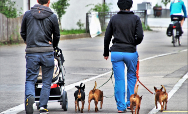 Illustration : "L'application d'urgence médicale SOS Pets&Co lance une nouvelle fonctionnalité pour vos promenades en ville"