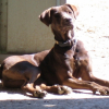Photo of Ascot, German Shorthaired Pointer