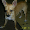Photo of Cassius, Chihuahua