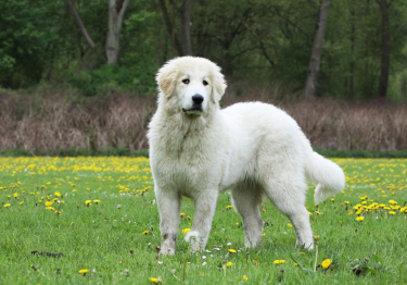 Photo: dog breed Pyrenean Mountain Dog on Woopets