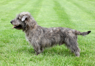 Photo: Irish Glen of Imaal Terrier breed dog on Woopets