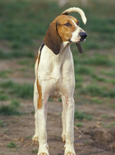 Photo: Grand Anglo-Français tricolor breed dog on Woopets