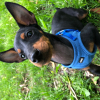 Photo of Enzo, Manchester Terrier