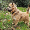Photo of Look, Cairn Terrier