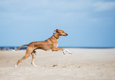 Photo: Azawakh Greyhound dog on Woopets