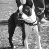 Photo of Dahlie, Boston Terrier