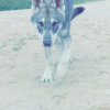 Photo of Nash, Saarloos Wolfdog