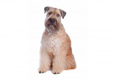 Photo: soft-haired Irish Terrier dog on Woopets